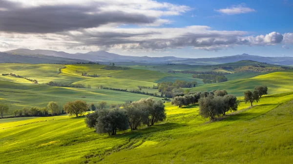 Paisaje Tranquilo Con Grupos Árboles Las Colinas Val Orcia Toscana —  Fotos de Stock