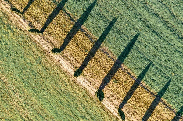 Toskana Talya Nisan Bir Yol Boyunca Uzanan Selvi Ağaçlarının Hava — Stok fotoğraf