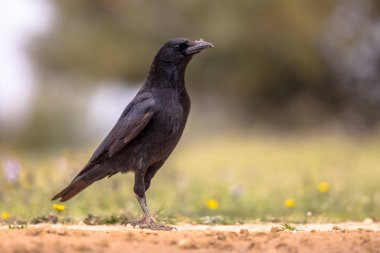 İspanyol Pireneleri, Vilagrassa, Katalonya, İspanya 'da yere tünemiş leş kargası (Corvus corone). Nisan.