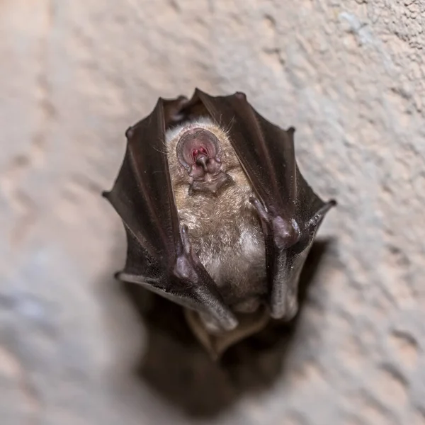 Morcego Ferradura Rhinolophus Ferrumequinum Dormindo Com Asas Dobradas Pendurado Teto — Fotografia de Stock