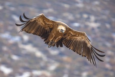 Griffon akbabası (Gyps fulvus) İspanya Pireneleri, Katalonya, İspanya, Nisan 'da puslu koşullarda uçar. Yırtıcı kuş familyasından Accipitridae familyasından büyük bir Eski Dünya akbabası. Ayrıca Avrasya griffonu olarak da bilinir ve Whit ile yakından ilişkilidir.