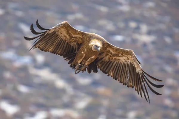 그리폰 대머리 Gyps Fulvus 스페인 카탈루냐의 스페인 산맥에서 비행을 이것은 스톡 사진