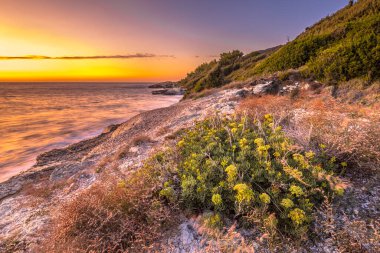 Cap Corse, Corsica, Fransa 'nın kayalık kıyı şeridinde kıyı bitkisi ve renkli gün batımı