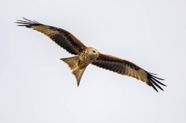 Kırmızı uçurtma (Milvus milvus) İspanyol Pireneleri, Vilagrassa, Katalonya, İspanya 'da uçar. Nisan. Batı Avrupa ve kuzeybatı Afrika 'da, kuzeydoğu ve orta Avrupa' dan gelen kuşlar daha güney ve batı bölgelerinde yaşamaktadır.