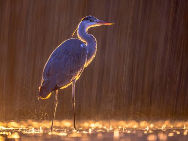 Gri balıkçıl silueti (Ardea cinerea), Csaj Gölü, Kiskunsagi Ulusal Parkı, Pusztaszer, Macaristan 'da geceleri yağmur altında avlanır. Şubat.