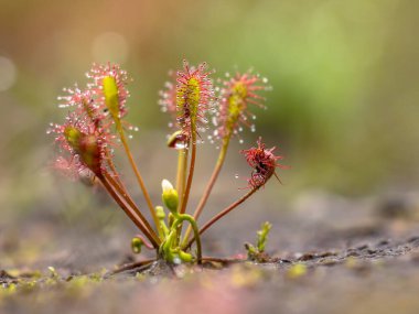Spoonleaf sundew (Drosera intermedia), güneş çiği cinsine ait bir böcek türü. Yapraklara takılan böceklerle.