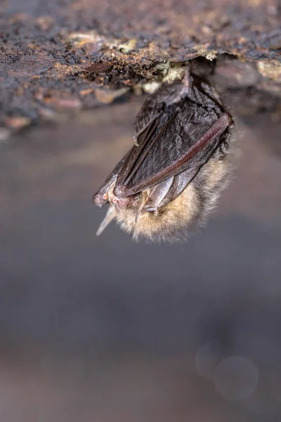 Typowa Długouszna Nietoperz Plecotus Auritus Hibernujący Suficie Podziemnego Bunkra Holandii — Zdjęcie stockowe