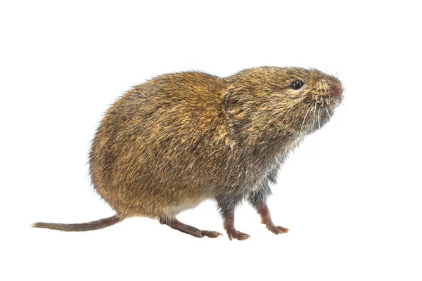 Zijaanzicht Veldvole Kortstaartvole Microtus Agrestis Kleine Woelmuis Met Bruin Bont — Stockfoto