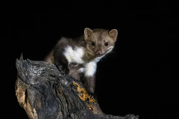 Martre Pierreuse Martes Foina Dans Habitat Naturel Regardant Tronc Arbre — Photo