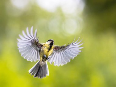 Uçan Kuş. Büyük meme (Parus major) ön görünümü, genişletilmiş kanatlarla inmeden hemen önce ve kapak resmi için kopyalama alanı ile yeşil bahçe arka planı üzerine tüyler yayılmış