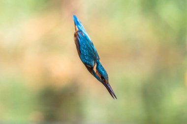 Avrupa 'da yaygın olarak görülen Kingfisher (Alcedo), balıkçının yeşil zeminde suya dalışının soyut görüntüsü