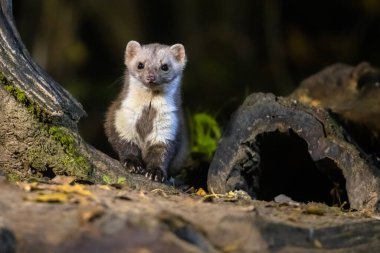 Gece karanlığında doğal yaşam alanının yakınındaki kaya kestanesi (Martes foina). Hollanda