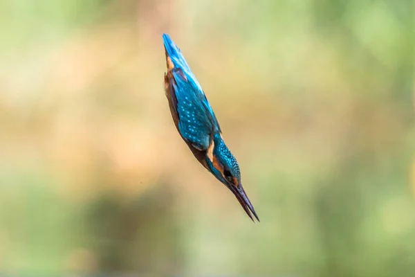 常见的欧洲翠鸟 Alcedo 翠鸟在绿色背景的水中潜水的抽象图像 — 图库照片