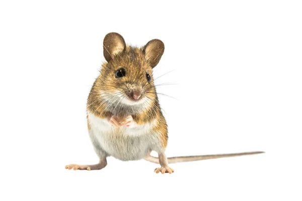 Schattige Bosmuis Apodemus Sylvaticus Geïsoleerd Witte Achtergrond Deze Schattige Muis — Stockfoto