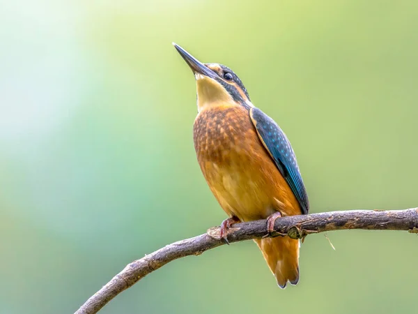 Euraziatische Ijsvogel Alcedo Atthis Deze Vogel Een Wijdverspreide Kleine Ijsvogel — Stockfoto