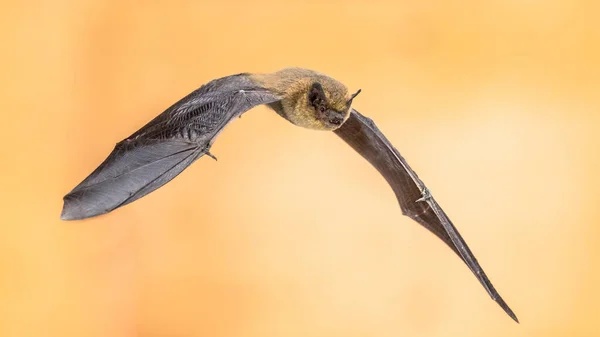 Flying Pipistrelle Bat Pipistrellus Pipistrellus Actie Schot Houten Zolder Van — Stockfoto