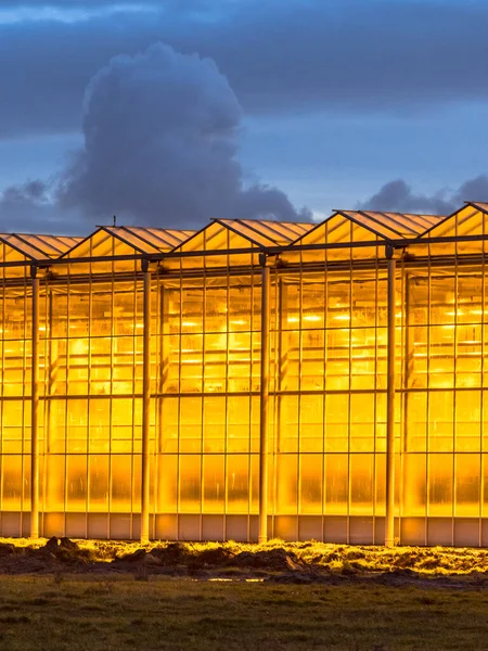 Illuminated Industrial Greenhouse Yellow Lights Blue Sky Westland Area Netherlands — Stock Photo, Image