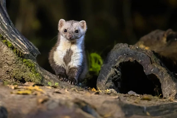 Stone Marten Martes Foina Lähellä Koloa Luonnollisessa Elinympäristössä Pimeydessä Yöllä — kuvapankkivalokuva