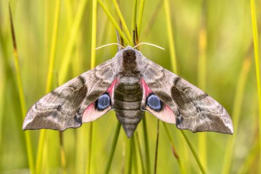 Eyed hawk-moth (Smerinthus ocellatus), Sphingidae familyasından bir güve türü. Tırtıllar söğütle beslenir..