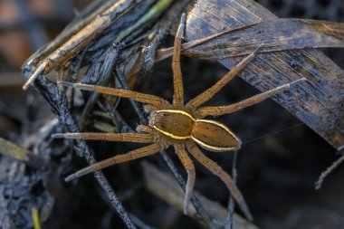 Great raft spider or fen raft spider (Dolomedes plantarius) is a European species of spider in the Pisauridae family. clipart