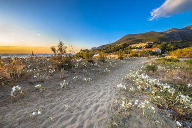 İran zambağı (Pancratium illyricum) Korsika 'nın Cap Corse, Corsica, Fransa' daki Farinole sahilindeki kum tepelerinde açan beyaz çiçekler