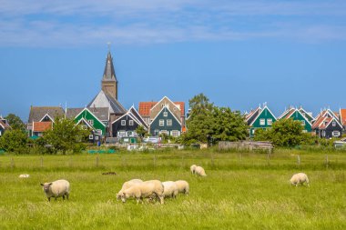 Geleneksel Hollandalı köy manzarası renkli ahşap evler ve ön planda koyun olan kilise Ijsselmeer 'deki Marken adasında ya da eski adıyla Zuiderzee, Hollanda