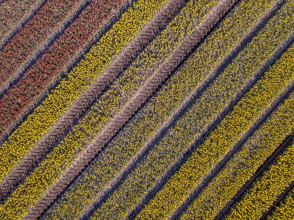 Tulipánové Pole Shora Letecký Pohled Pole Žárovkami Jarním Období Které — Stock fotografie