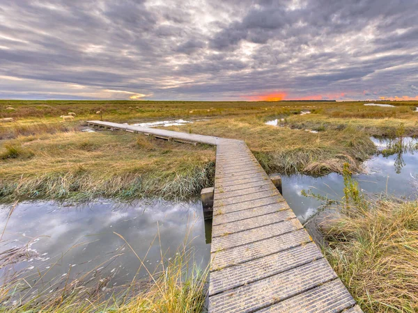 Promenada Rezerwacie Przyrody Tidal Marshland Verdronken Land Van Saeftinghe Prowincji — Zdjęcie stockowe