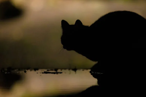 Gato Doméstico Felis Silvestris Catus Cazando Jardín Por Noche Los — Foto de Stock