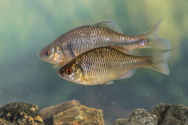 Avrupabitterling Rhodeus Amarus Sakin Arka Planda Doğal Ortamda Altında Yüzen — Stok fotoğraf