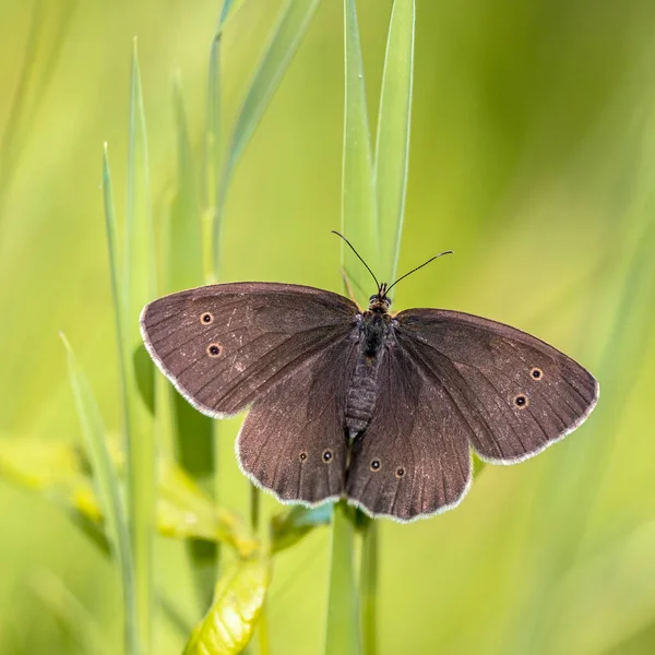 兰花蝴蝶 Aphantopus Hyperantus 栖息在绿色背景的草地上 — 图库照片