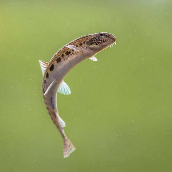 Spined Loach Cobitis Taenia Een Straalvinnige Vissensoort Uit Familie Van — Stockfoto