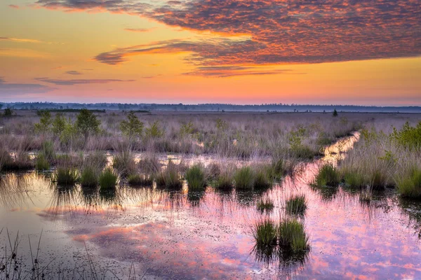 Zonsopgang Boven Natuurreservaat Fochteloerveen Drenthe — Stockfoto