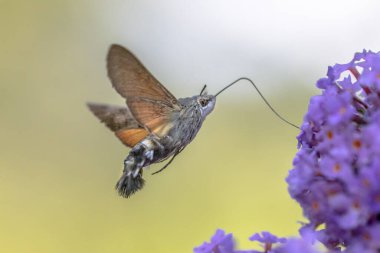 Sinekkuşu şahin güvesi (Macroglossum stellatarum) Temmuz ayının yaz ayında mor çiçeklerle beslenen hızlı uçan kelebek