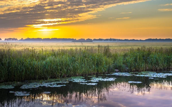 Vegetação Aquática Margem Rio Início Manhã Luz Dia Verão Drenthe — Fotografia de Stock