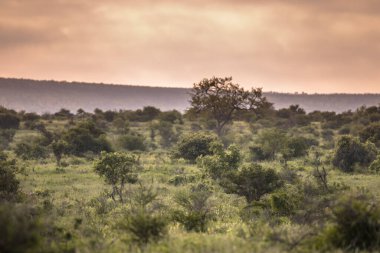 Kruger Ulusal Parkı 'ndaki çalılar ve çimlerle dolu ovada çalılar antik tonlarda Güney Afrika' da