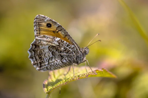 Liczebność Populacji Motyli Hipparchia Semele Europie Zaczęła Się Zmniejszać Wyniku — Zdjęcie stockowe