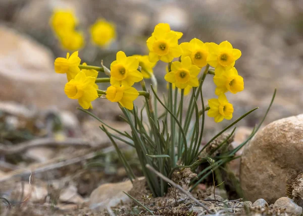Rustiklöv Narcissus Narcissus Assoanus Vårbudbärare Blommar Spanska Pyrenéerna Nära Huesca — Stockfoto