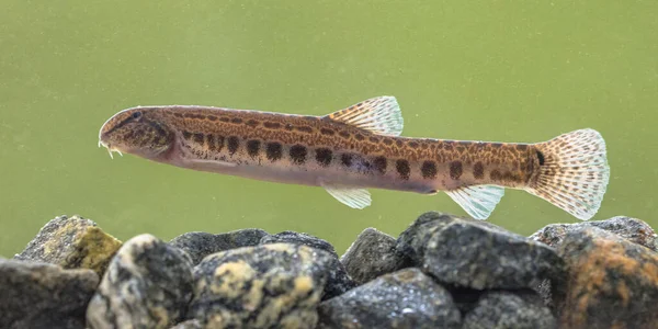 Spined Loach Cobitis Taenia 유럽의 물고기이다 점박이 담수로 도알려져 은강이 — 스톡 사진