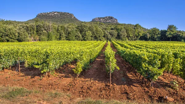 明るい色で Cevennes ラングドック ルシヨン地域とバック グラウンドで岩の露頭のぶどう畑 — ストック写真