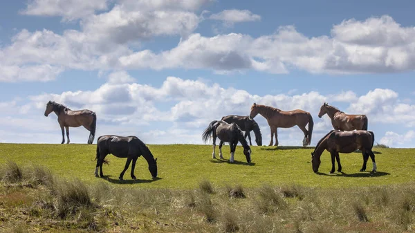 オランダのフリースラントにある砂丘自然保護区では 野生の馬が大きな放牧されています — ストック写真