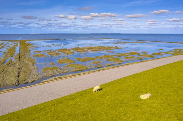 Vue Aérienne Pâturage Des Moutons Sur Digue Marine Dans Parc — Photo