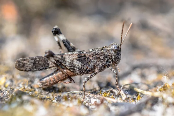 Sauterelle Ailes Bleues Oedipoda Caerulescens Camouflée Sur Fond Gris Pays — Photo