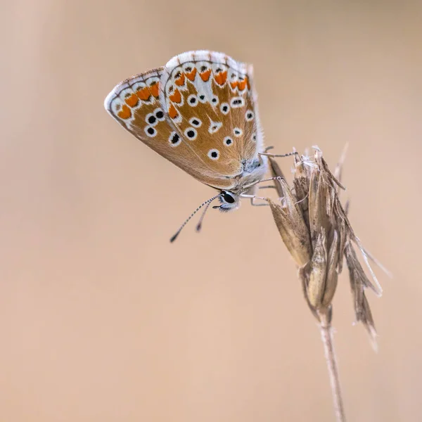 Argile Brune Aricia Agestis Papillon Perché Sur Plante Sur Fond — Photo
