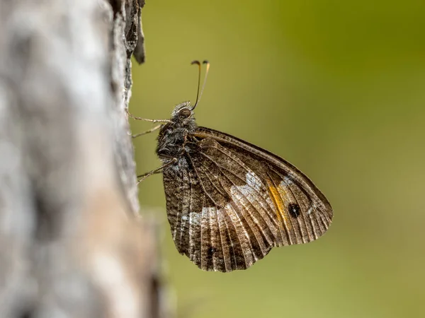 Κορσικανικό Grayling Hipparchia Neomiris Πεταλούδα Στηρίζεται Στο Δέντρο Είδος Αυτό — Φωτογραφία Αρχείου