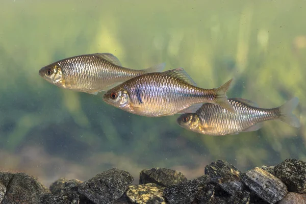 Wilde Fischschwärme Des Bitterlings Rhodeus Amarus Schwimmen Unter Wasser Natürlicher — Stockfoto