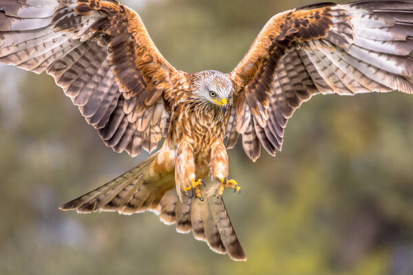 Red kite (Milvus milvus) flying in Spanish Pyrenees, Vilagrassa, Catalonia, Spain. April. It is resident in the milder parts of its range in western Europe and northwest Africa, birds from northeastern and central Europe winter further south and west