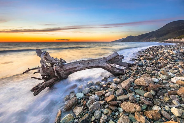 Bois Flotté Sur Plage Galets Farinole Cap Corse Corse France — Photo