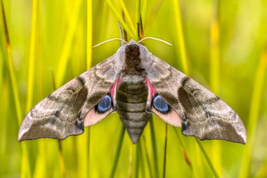Eyed hawk-moth (Smerinthus ocellatus), Sphingidae familyasından bir güve türü. Tırtıllar söğütle beslenir..