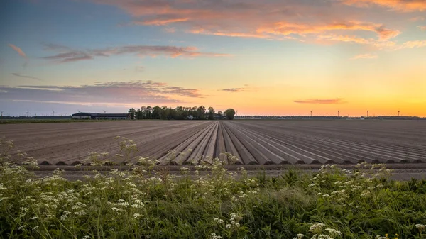 Jordbrukslandskap Noordoostpolder Flevoland Nederländerna — Stockfoto